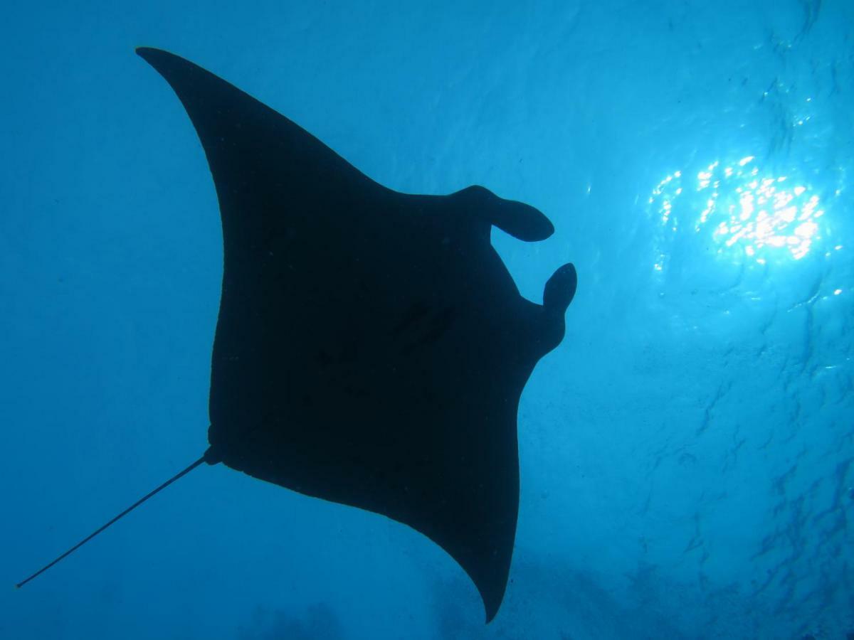 South Ari Dive Center Hotel Dhangethi Exterior foto